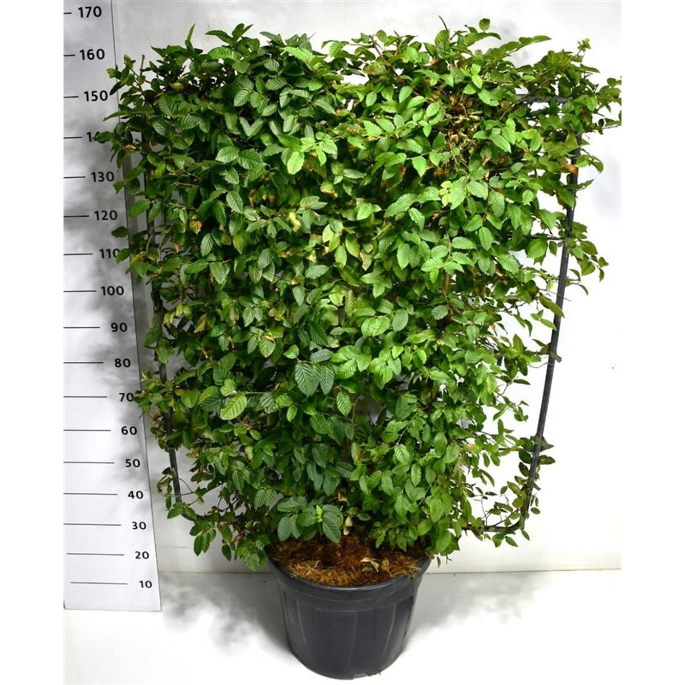 Avenbok – Carpinus betulus - C45 120 cm. Scherm